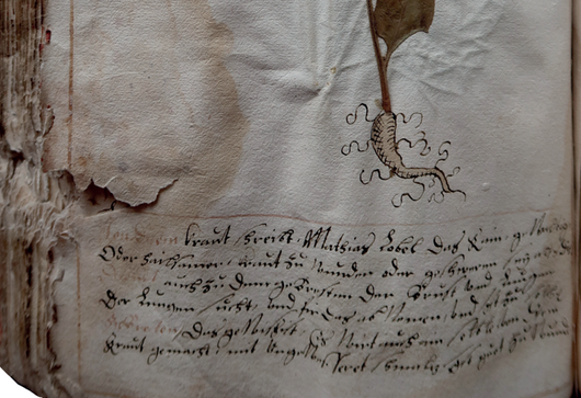 Nejstarší herbář sušených rostlin na území České republiky (1595) (DVT – Dějiny věd a techniky LVII, 2024, 1–2)