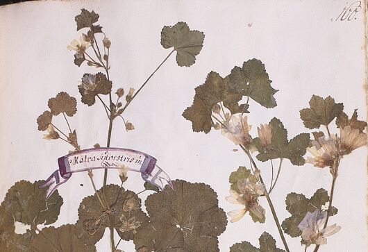 Sléz lesní ⁕ Malva sylvestris
