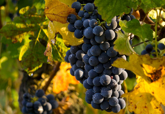 Vinobraní v muzeu