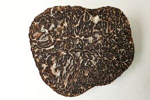 Lanýž černovýtrusý – Tuber melanosporum