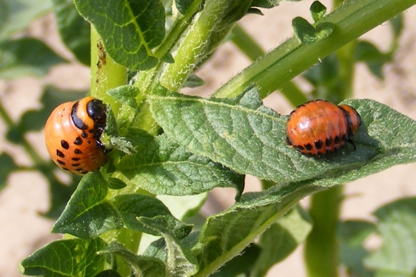 O pesticidech, škůdcích, užitečném hmyzu a doprovodných rostlinách