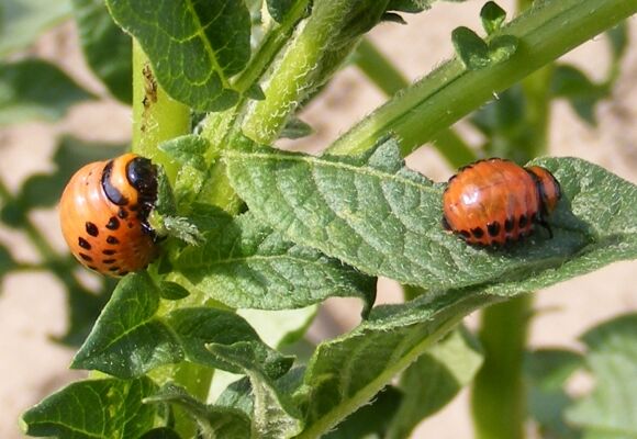O pesticidech, škůdcích, užitečném hmyzu a doprovodných rostlinách