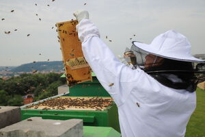 O včely na střešní terase NZM Praha se starají včelaři z projektu Včely na střechách.