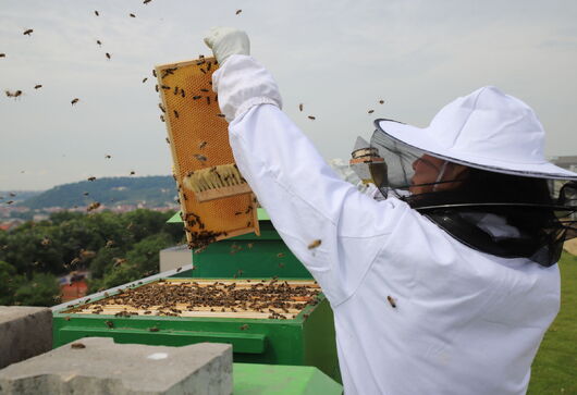 Včely všemi smysly