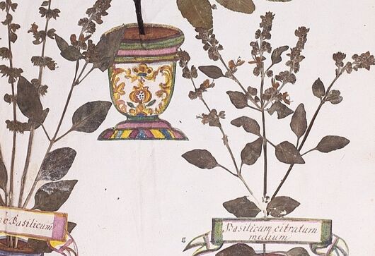 Bazalka pravá ⁕ Ocimum basilicum
