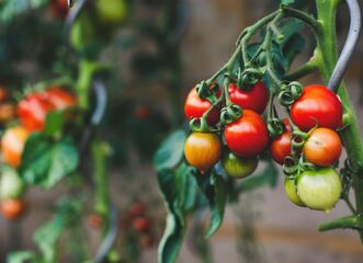 Výstava Rajčata a papriky