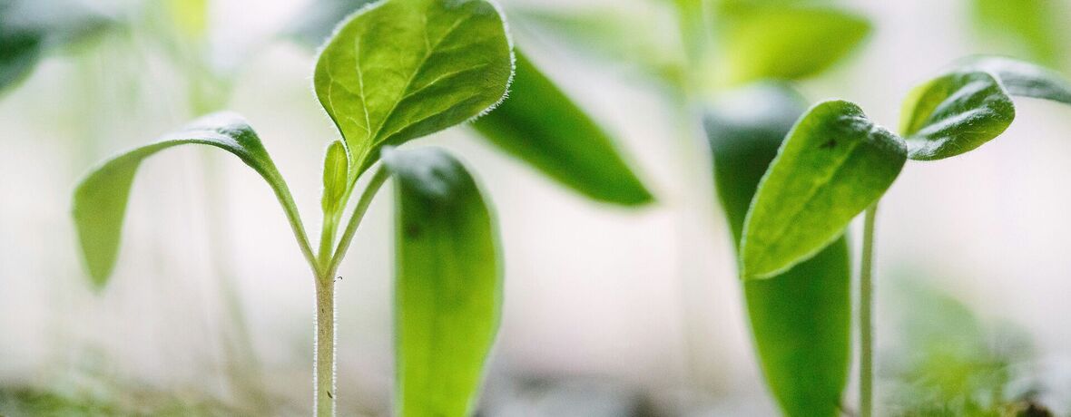 Mezinárodní den zdraví rostlin 12. 5. 2026