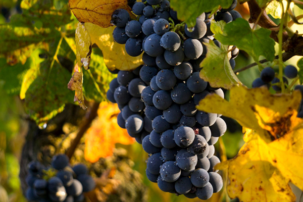 Vinobraní v muzeu, Valtice