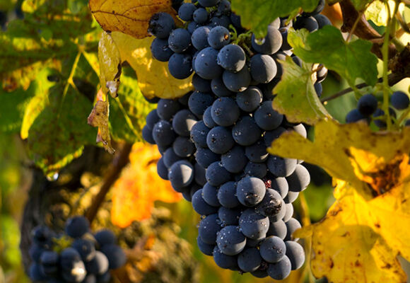 Vinobraní v muzeu, Valtice
