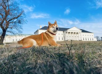 Výstava loveckých psů