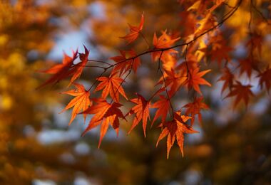 Podzim / Cyklus ročních období v přírodě Lednicko-valtického areálu