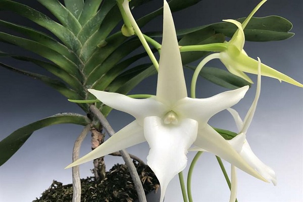 Prohlídka zámecké oranžerie - Darwinova kometová orchidej