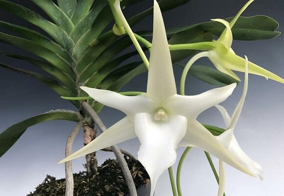 Prohlídka zámecké oranžerie - Darwinova kometová orchidej