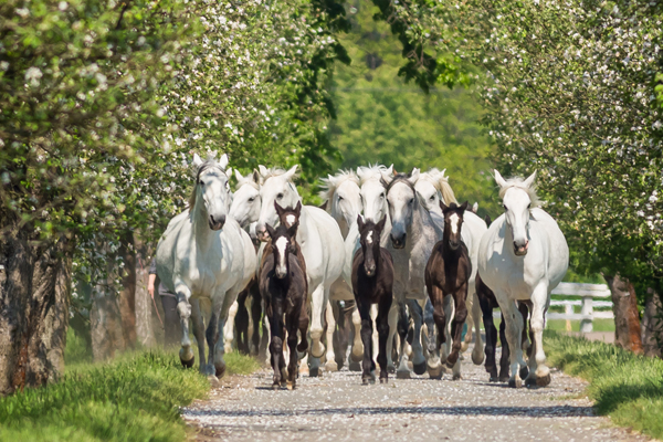 Výstavu o kladrubském hřebčíně zahájili starokladrubští koně