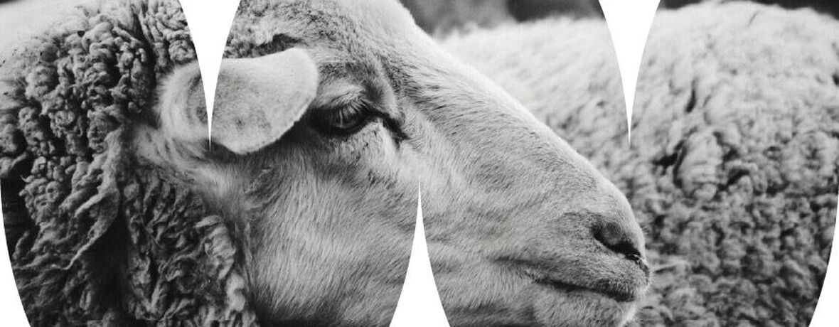 Ostrava Wool Fest: Z farmy až do šatníku a domova