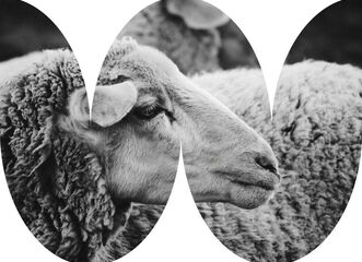 Ostrava Wool Fest: Z farmy až do šatníku a domova