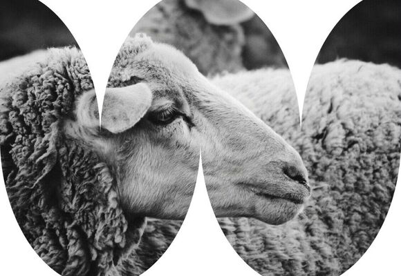 Ostrava Wool Fest: Z farmy až do šatníku a domova