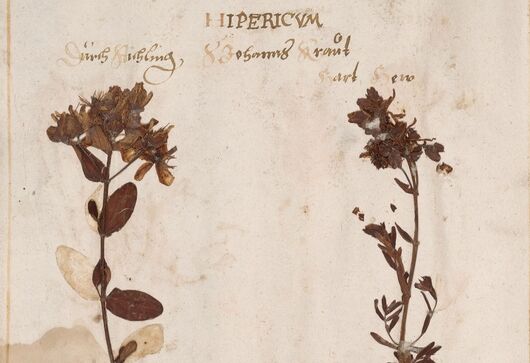 Třezalka tečkovaná ⁕ Hypericum perforatum