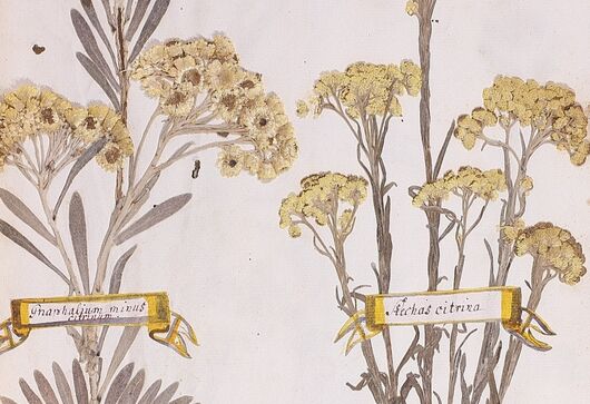 Smil italský ⁕ Helichrysum italicum