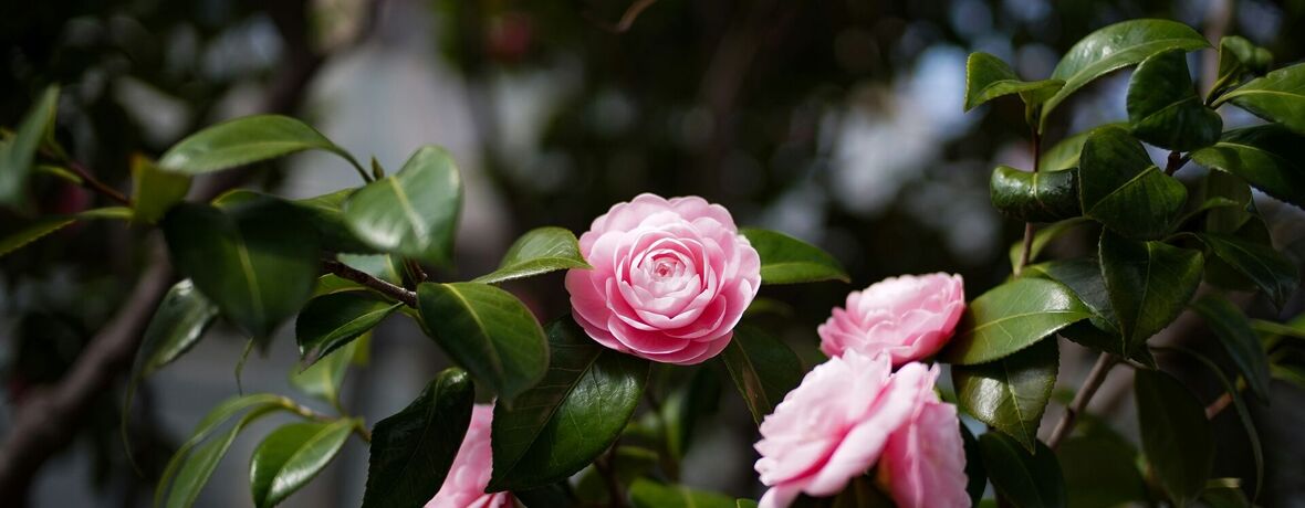 Muzeum kvete / Kamélie