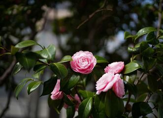 Muzeum kvete / Kamélie
