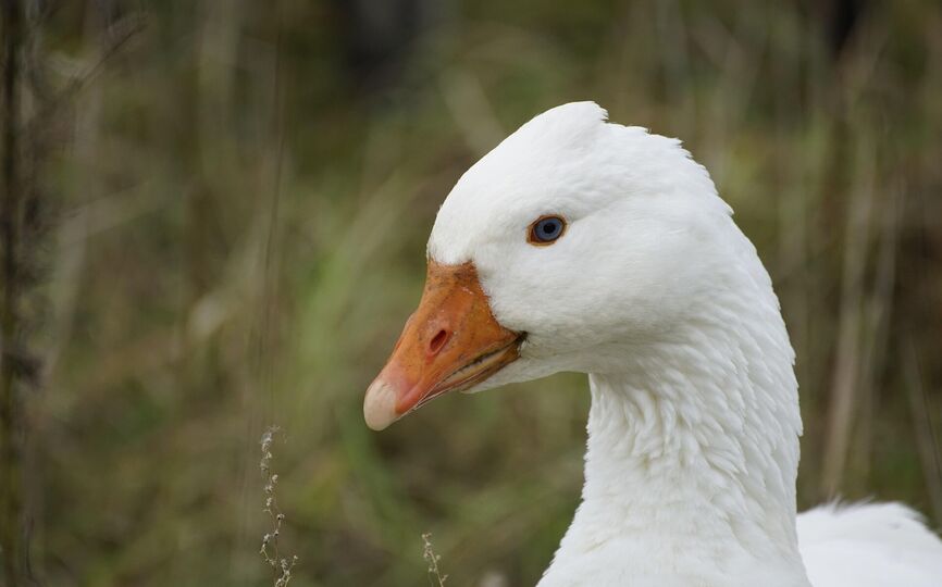 LETENSKÁ HUSA a košt svatomartinského vína v sobotu 15. listopadu! 