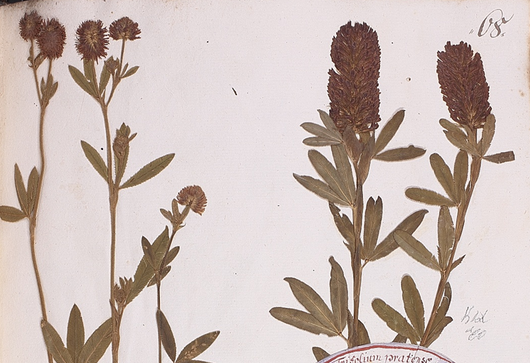 Jetel červenavý ⁕ Trifolium rubens