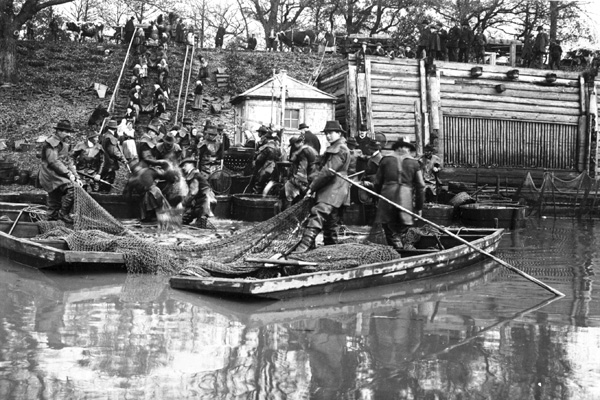 Výlovy na historických fotografiích