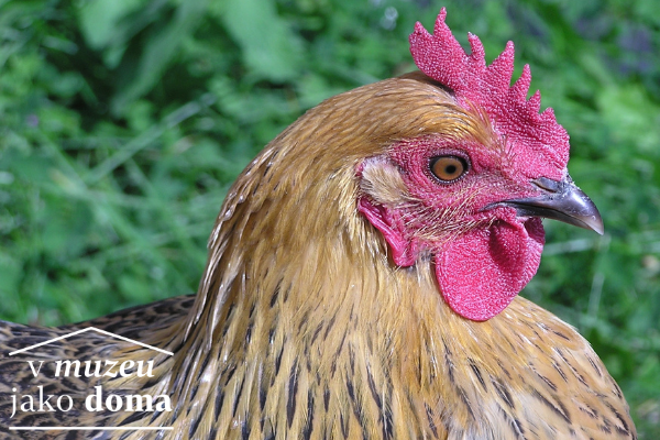 Zlatá kropenka: Jedinečná zbarvením i původem