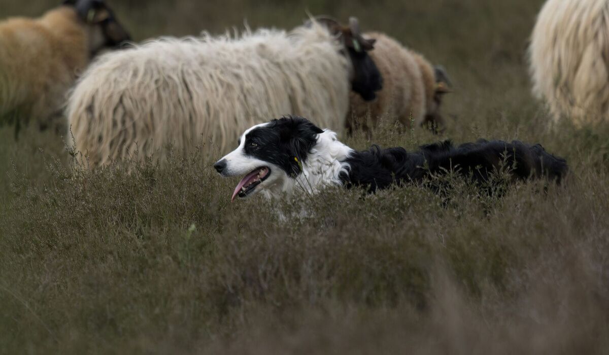 Výstava Pes: odvěký pomocník stád