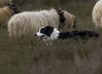 Výstava Pes: odvěký pomocník stád