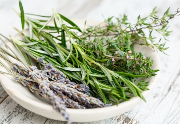 Bylinky a koření nejen pro gastronomii
