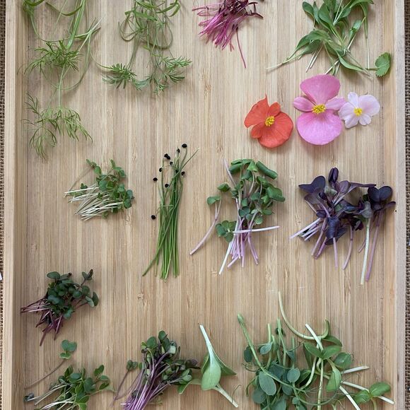 Bylinkový den v NZM 2025