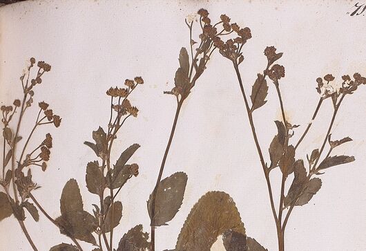 Máří list balšámový ⁕ Tanacetum balsamica
