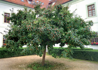 Klášterní zahrady ve 21. století (Zahradnictví, 11/2023)