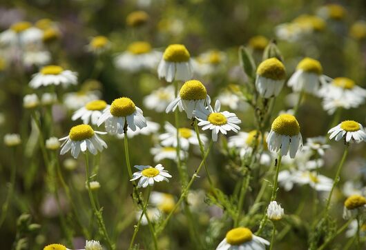 Metodika zakládání a údržby expozičních výsadeb užitkových rostlin s důrazem na rostliny léčivé, aromatické a kořeninové