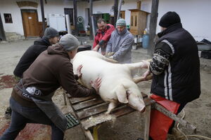 Fotografie Jindřich Štreit – Sbírka NZM