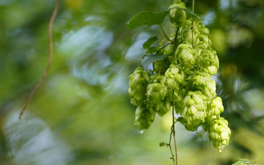 3 + 1 přednášky o chmelu / CHMEL O PÁTÉ v kavárně NZM Praha. 
