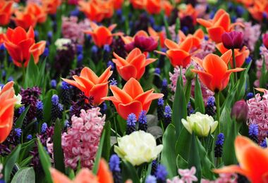 Rozkvetlá paleta barev