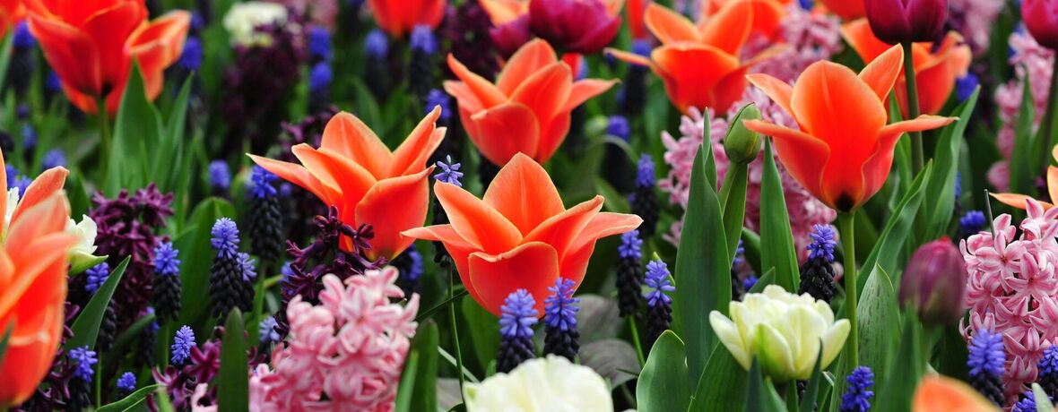 Rozkvetlá paleta barev