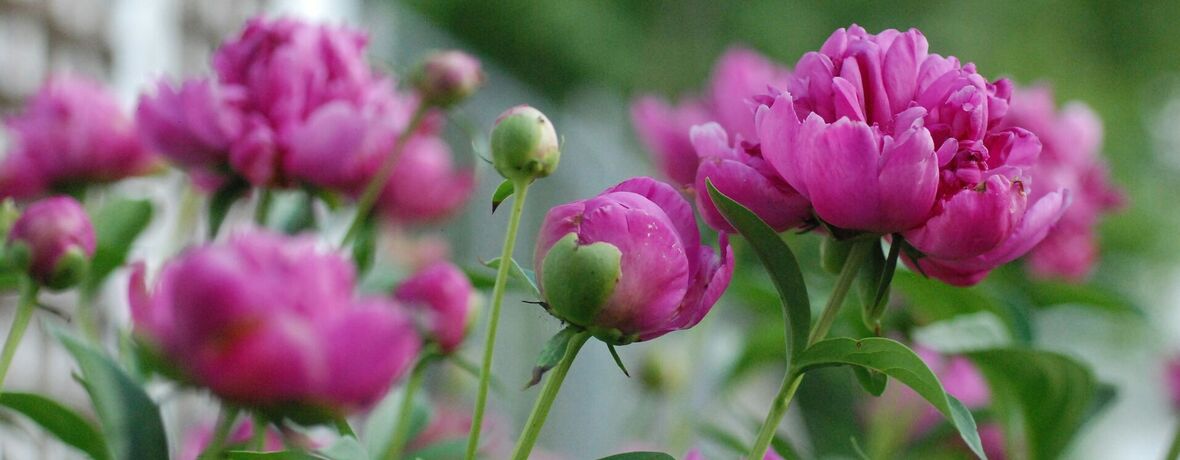 Muzeum kvete / Kosatce a pivoňky