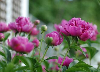 Muzeum kvete / Kosatce a pivoňky