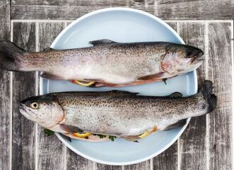 Sladkovodní ryby ǀ profesionálové