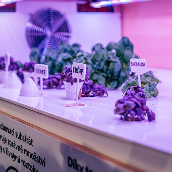 Hydroponické pěstování rostlin v NZM