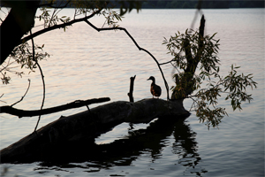 Munický rybník, Ohrada