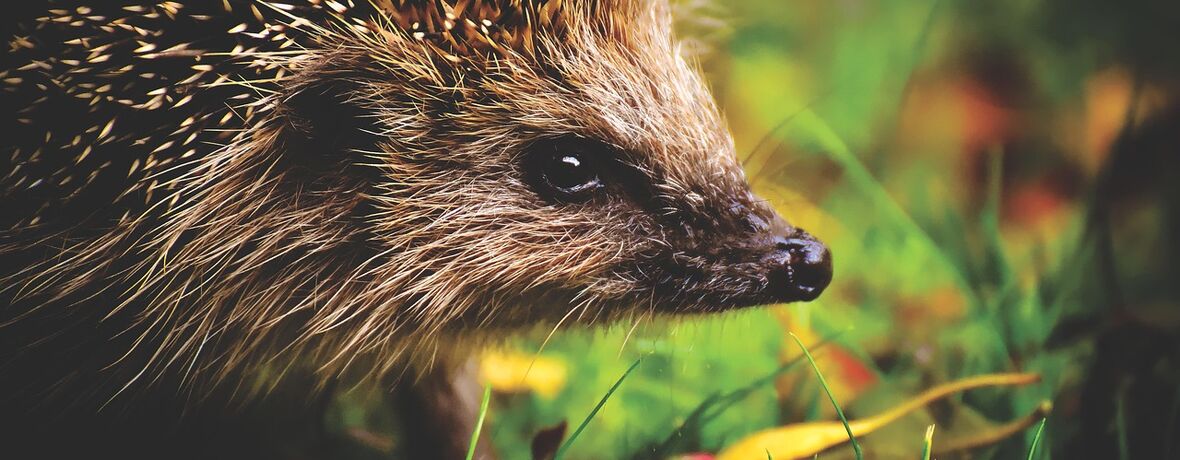 Darujte krmení a zachraňte ježčí sny o jaru