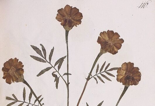 Aksamitník rozkladitý ⁕ Tagetes patula