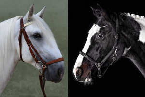 O kladrubských koních a koňských barvách 