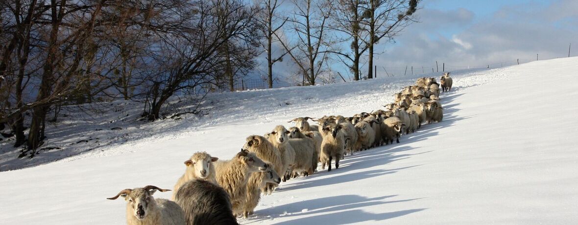 Ostrava Wool Fest / Nezmeškejte jedinečnou únorovou akci!