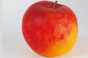 Sbírka parafínových modelů jablek